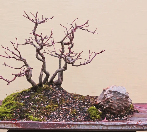 Bonsai 2