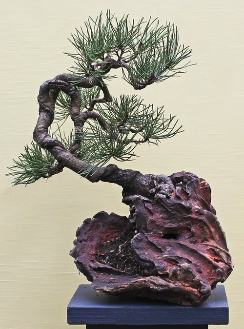 CBonsai 4