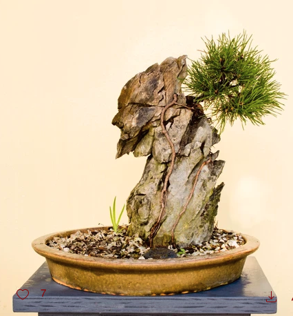 Bonsai 5